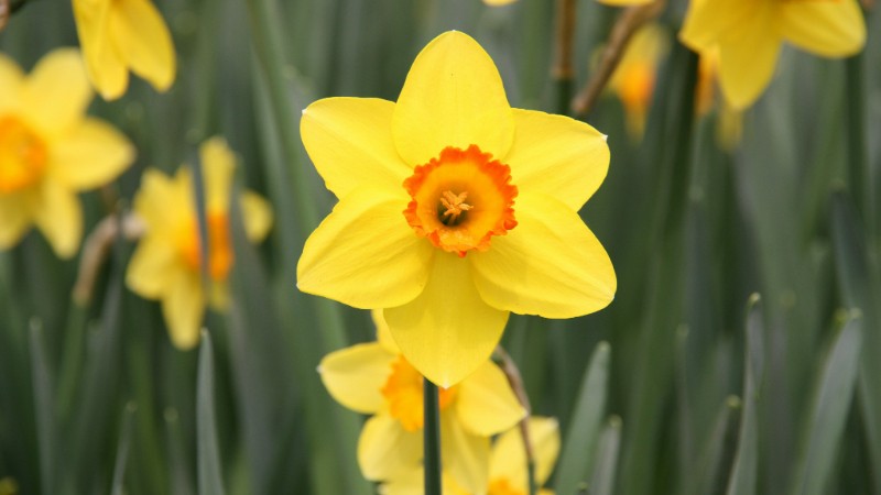 Yellow-Daffodil-2009 (1)