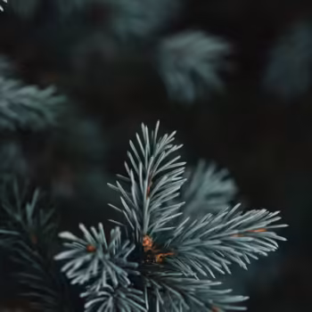 BlueChristmas
