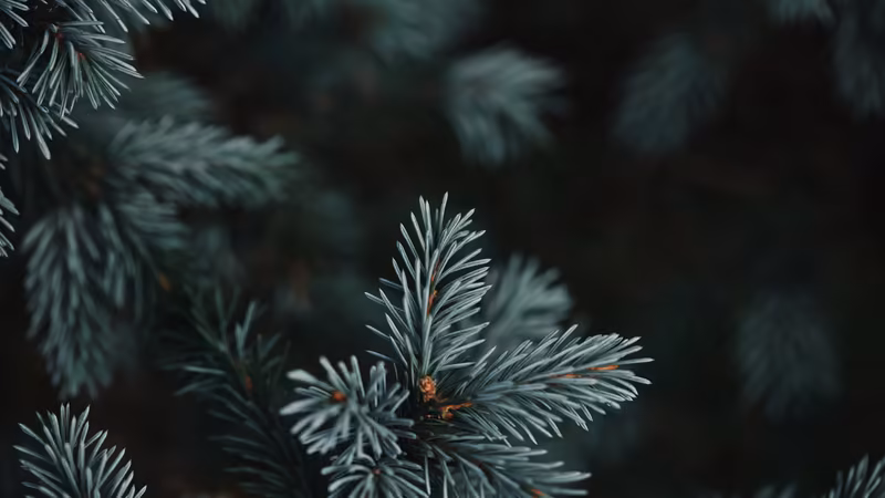BlueChristmas