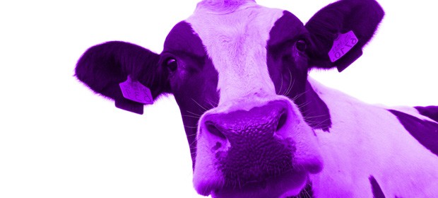 Purple Cows | WorshipIdeas.com